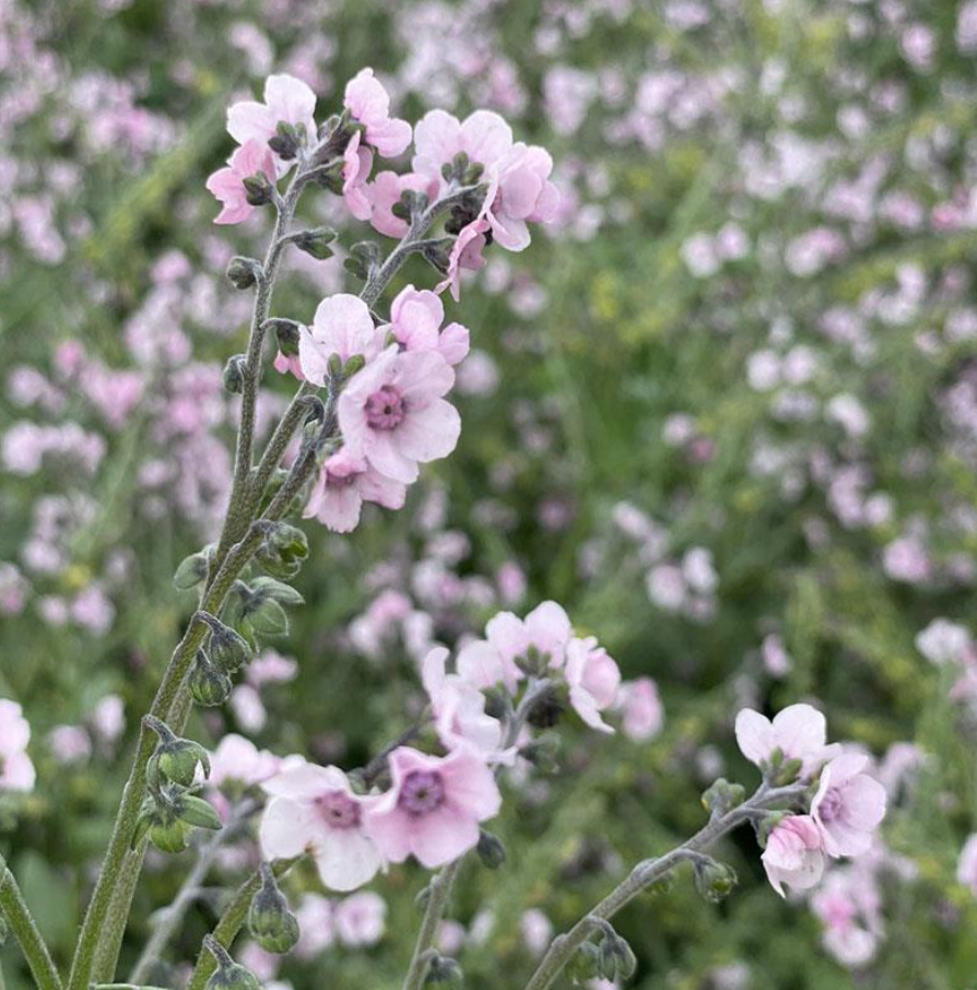 Kinesisk förgätmigej