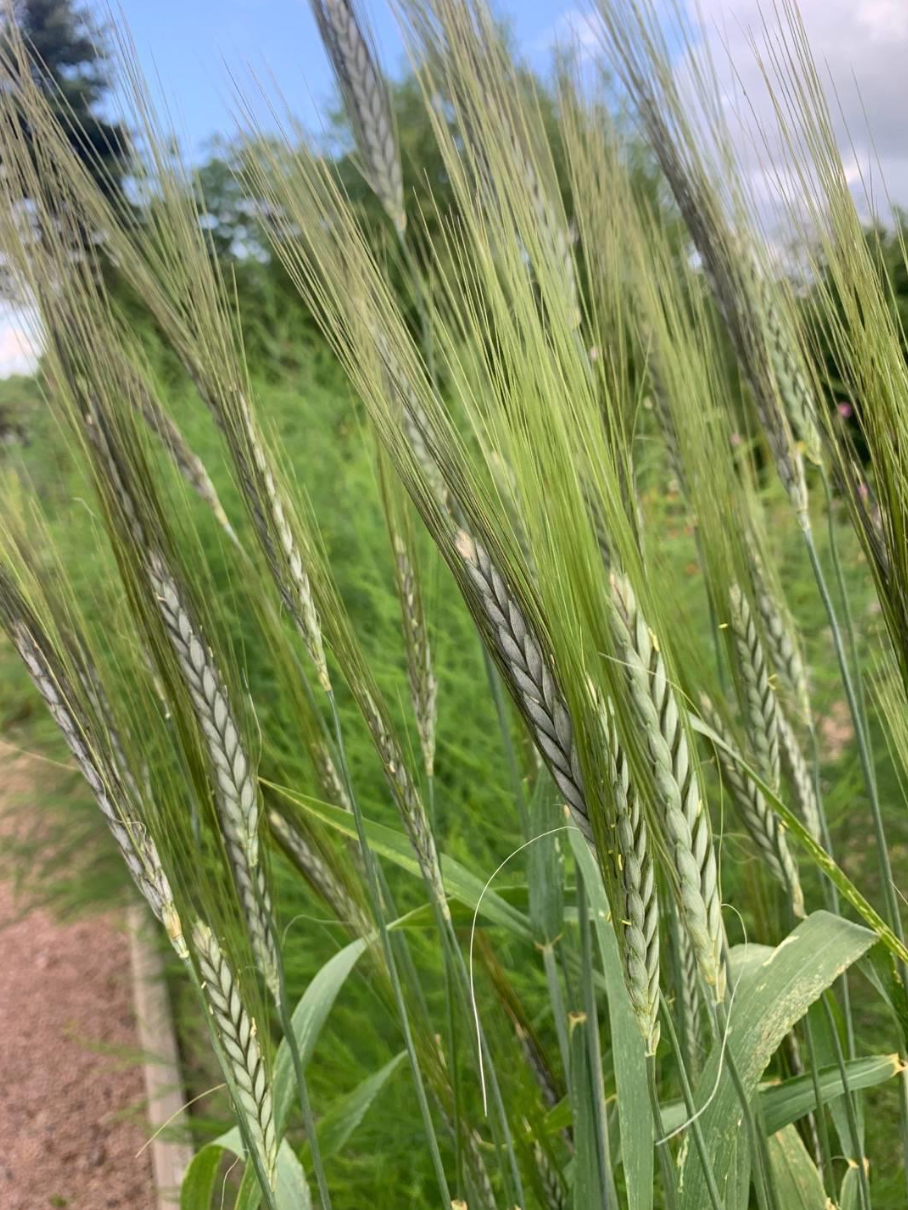 Emmervete (Rågvete)