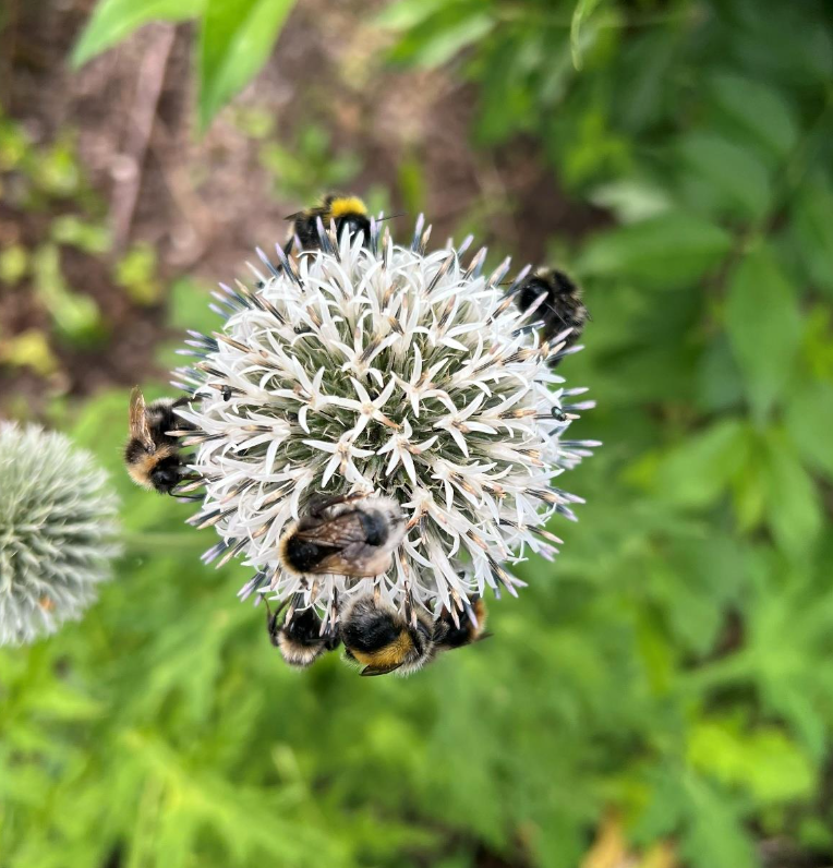 Bolltistel/ ryskmartorn/alpmartorn